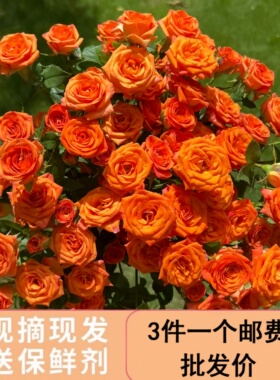 多头橙色芭比玫瑰鲜花家用插花花卉婚礼物云南基地直发