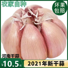 大蒜头2021新干大蒜头5斤紫红皮大蒜种籽干蒜10斤2斤河南干大蒜