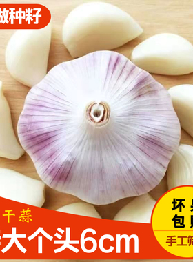 6cm特大干大蒜头2/5斤大个头包邮农家自种土蒜干蒜头紫白皮大蒜头