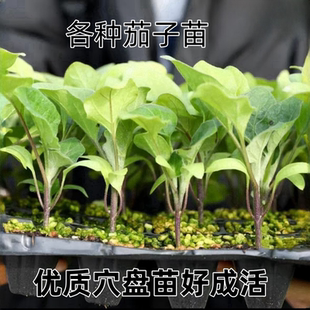 茄子苗蔬菜幼苗秧苗紫长茄紫圆茄各种蔬菜辣椒番茄苗盆栽蔬菜幼苗
