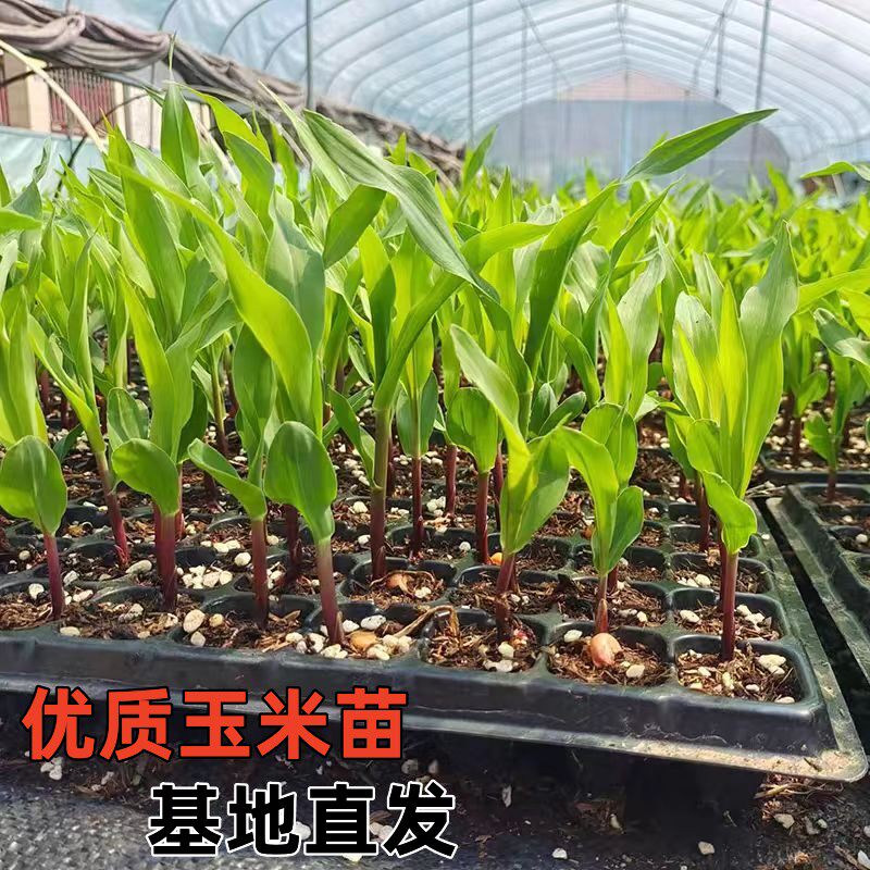 超甜早熟水果玉米苗黑玉米香糯玉米苗彩玉米蔬菜秧苗阳台盆栽高产