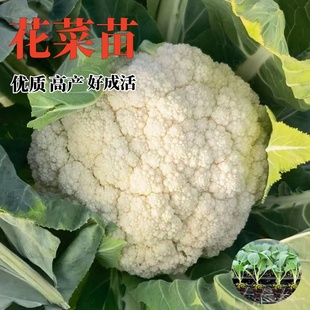 花菜苗白花菜秧苗甘蓝包菜秧苗蔬菜大白菜西兰花秋冬耐寒蔬菜秧苗