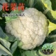 花菜苗白花菜秧苗甘蓝包菜秧苗蔬菜大白菜西兰花秋冬耐寒蔬菜秧苗