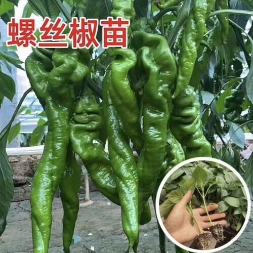优质辣椒苗高产特大螺丝椒苗子香辣大果秧苗四季盆栽阳台薄皮椒苗 - 封面
