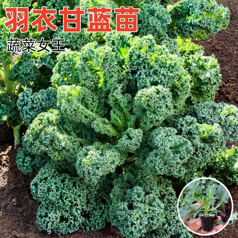 羽衣甘蓝秧苗绿甘蓝紫甘蓝牛心包菜耐寒品种西兰花白花菜秧苗种子