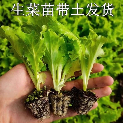 生菜春秋阳台庭院种植生菜易成活