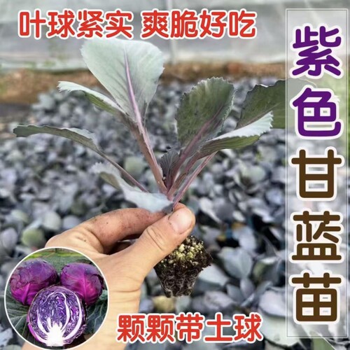 优质穴盘苗易种植包成活抗病
