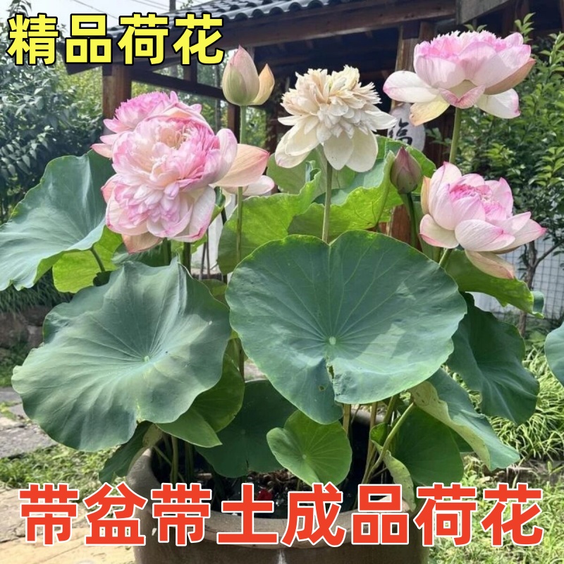 荷花盆栽庭院池塘水养大型观赏花