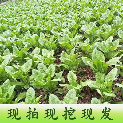 优质穴盘莴笋苗易种植好成活