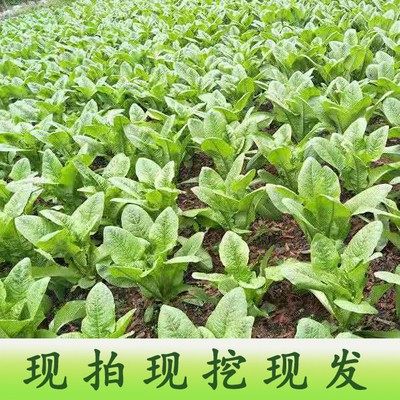 优质穴盘莴笋苗易种植好成活