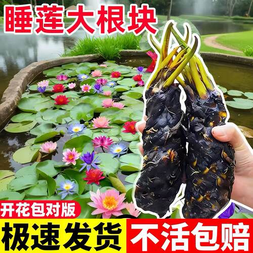 睡莲大根块盆栽花卉新手好养