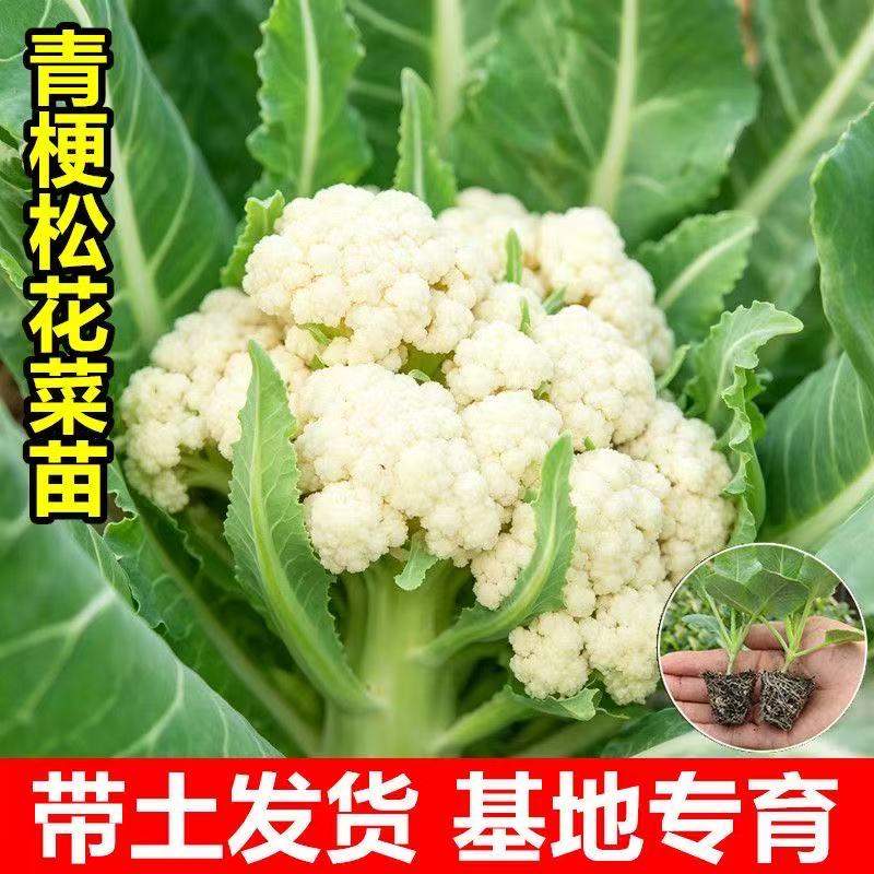 优质穴盘苗抗病易种植耐寒包成活图片