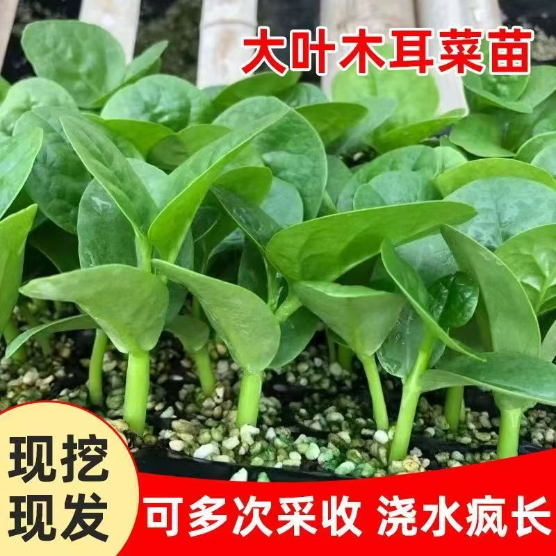 优质穴盘木耳菜苗易种植好成活