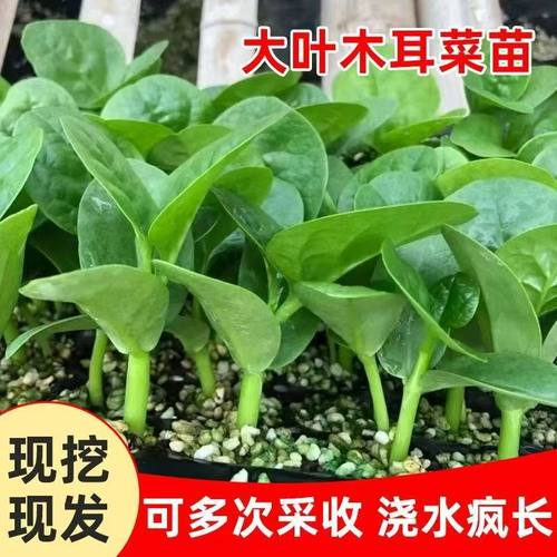 优质穴盘木耳菜苗易种植好成活