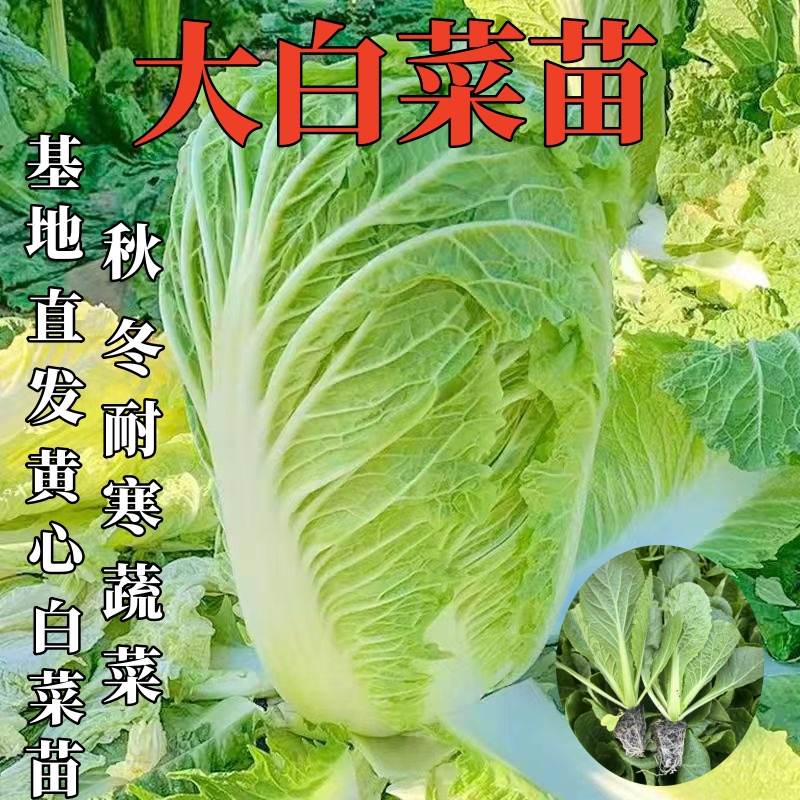 白菜秧苗秋冬种植耐寒蔬菜易种植