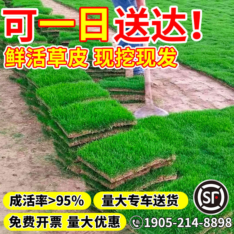 草坪真草皮带泥土植物绿