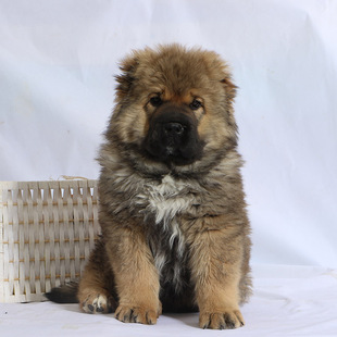 【30天保障】纯种宠物狗高加索犬幼犬活体活物