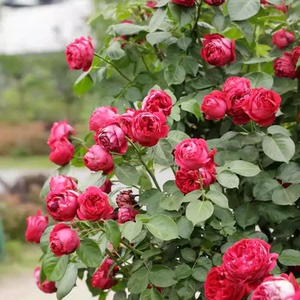 爬藤红色龙沙宝石月季花苗大花型