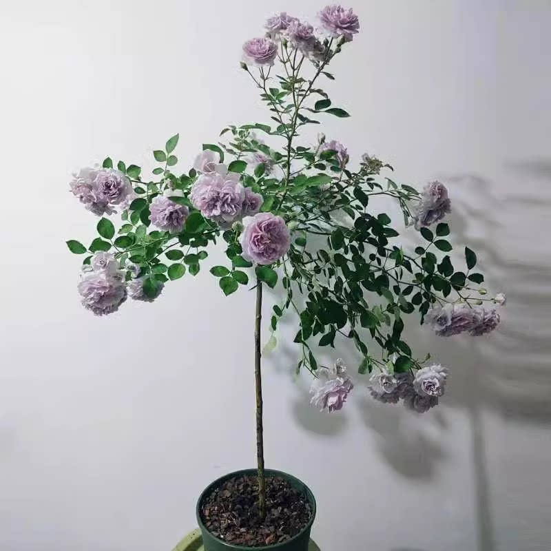 蓝色阴雨棒棒糖树状月季花树苗特大花玫瑰四季阳台庭院浓香可垂吊