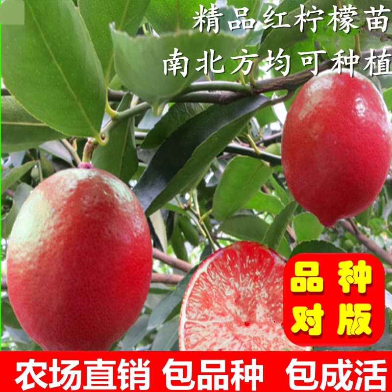 台湾红皮红肉柠檬苗 盆栽四季柠檬苗 红肉柠檬树苗当年开花结果苗