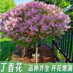 丁香花树苗别墅庭院耐寒风景树
