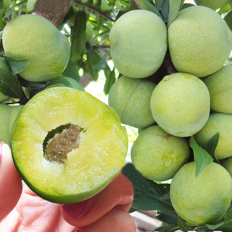 四川蜂糖李子苗冰糖李嫁接李子树苗空心李脱骨李汶川青脆李