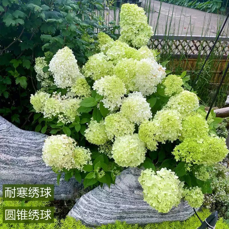 耐晒耐寒圆锥绣球棒棒糖树苗盆栽