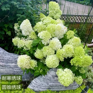 耐晒耐寒圆锥绣球棒棒糖树苗盆栽