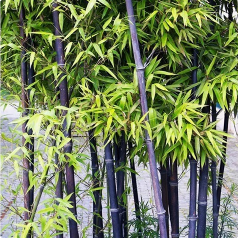 紫竹苗盆栽别墅造景竹子树苗庭院