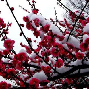 梅花树苗红梅树苗原生红梅树苗庭院地栽盆栽树桩盆景红梅当年开花