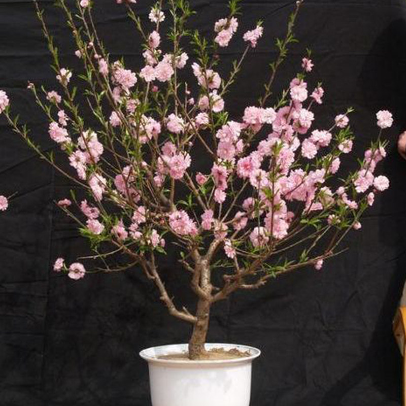 盆栽重瓣桃花寿星桃苗碧桃苗老桩室内外盆景地栽观赏桃花耐寒矮壮