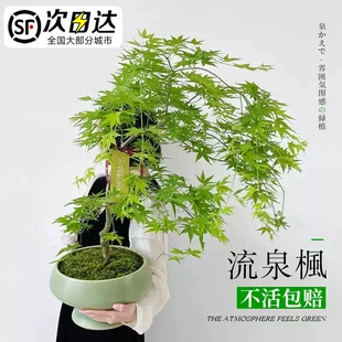 黄金流泉枫盆栽树苗小苗大型绿植柳泉枫造型盆景植物室内客厅好养