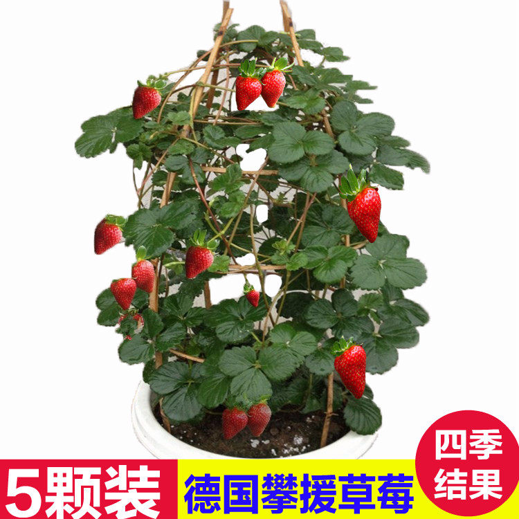 德国攀援四季爬藤带原土果树苗
