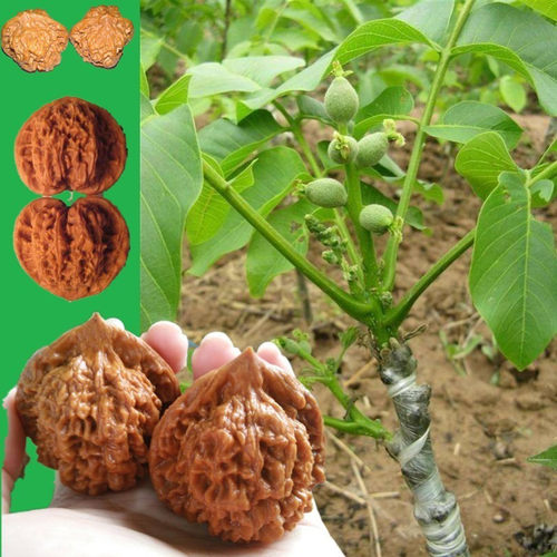 官帽四座楼磨盘闷尖麒麟麻核桃