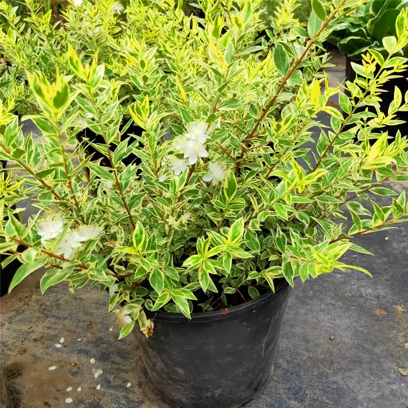 花叶香桃木带香观叶大苗灌木
