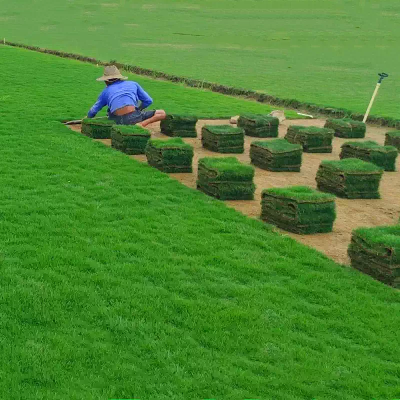 带土四季青真草坪易活庭院别墅