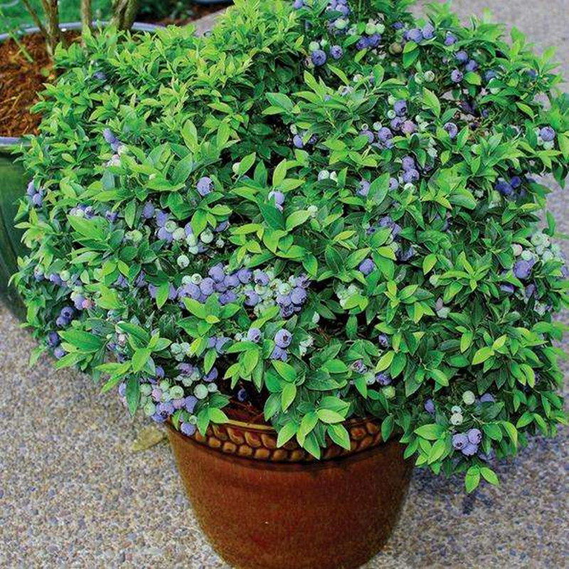 蓝莓苗 蓝莓树苗盆栽地栽南方北方室内阳台庭院种植 当年结果树苗