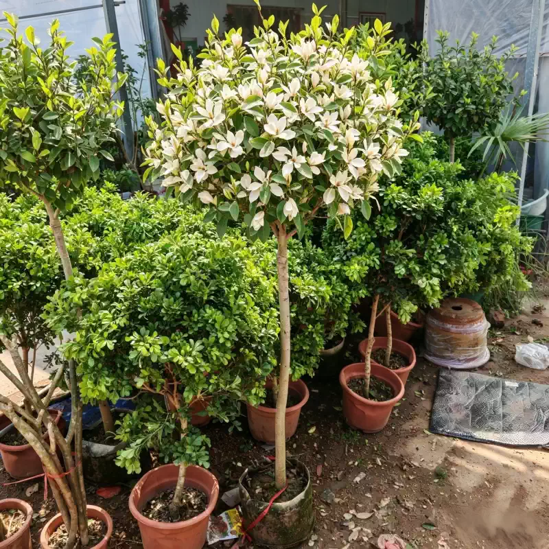 高杆含笑耐热耐寒香盆栽