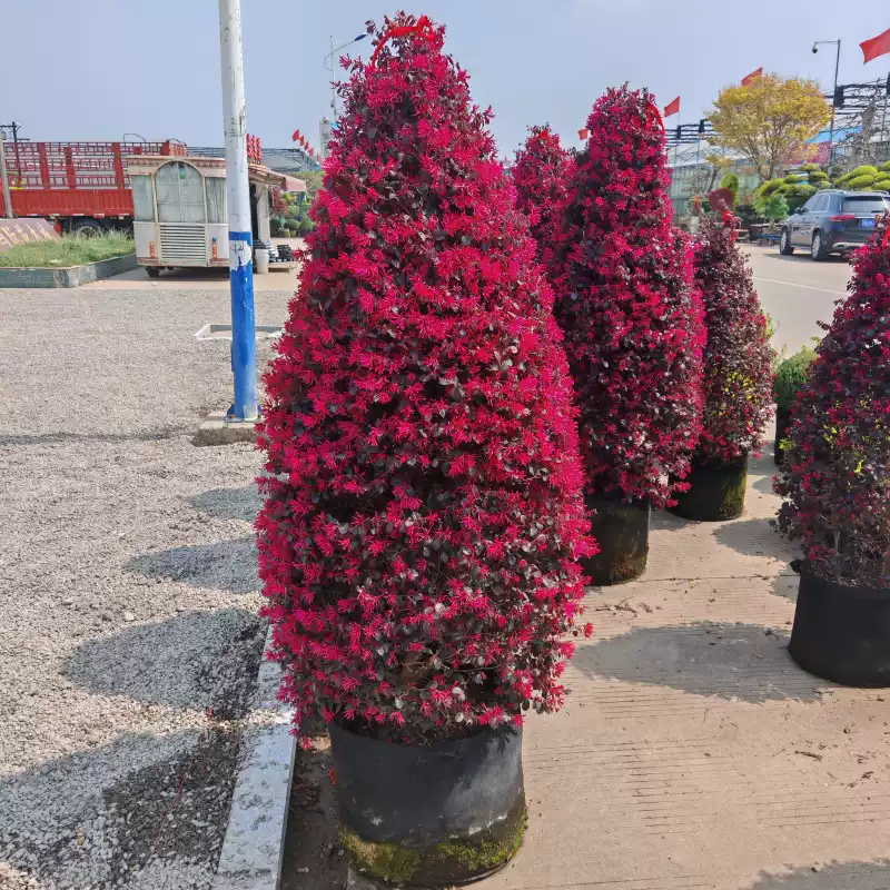 红花檵木塔型四季常青庭院花境