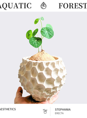 圆叶山乌龟 Stephania erecta 素可泰 泰国进口可爱块根植物