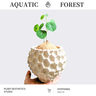 圆叶山乌龟 Stephania erecta 素可泰 泰国进口可爱块根植物