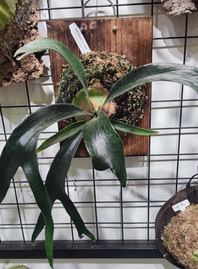 细叶侏儒路易士小猫咪P.Litte kitty细叶优雅挂墙装饰鹿角蕨