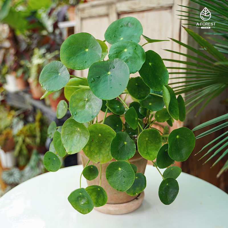水栖森林 / 镜面草老桩 pilea peperomioides dielsins翠屏金线草