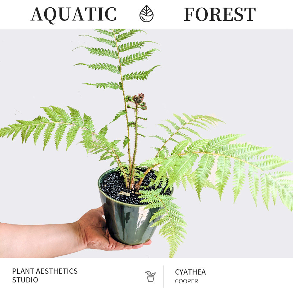 库柏软树蕨 Cyathea cooperi / 叶型优美飘逸 / 庭院花园美化绿植