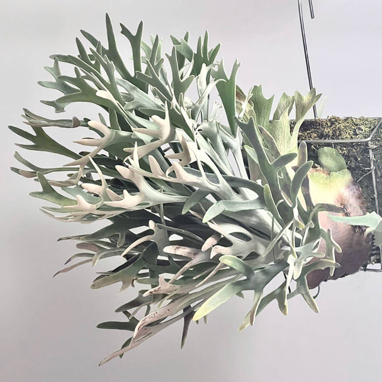 皮陈鹿角蕨P.Pewchan爪哇X银鹿