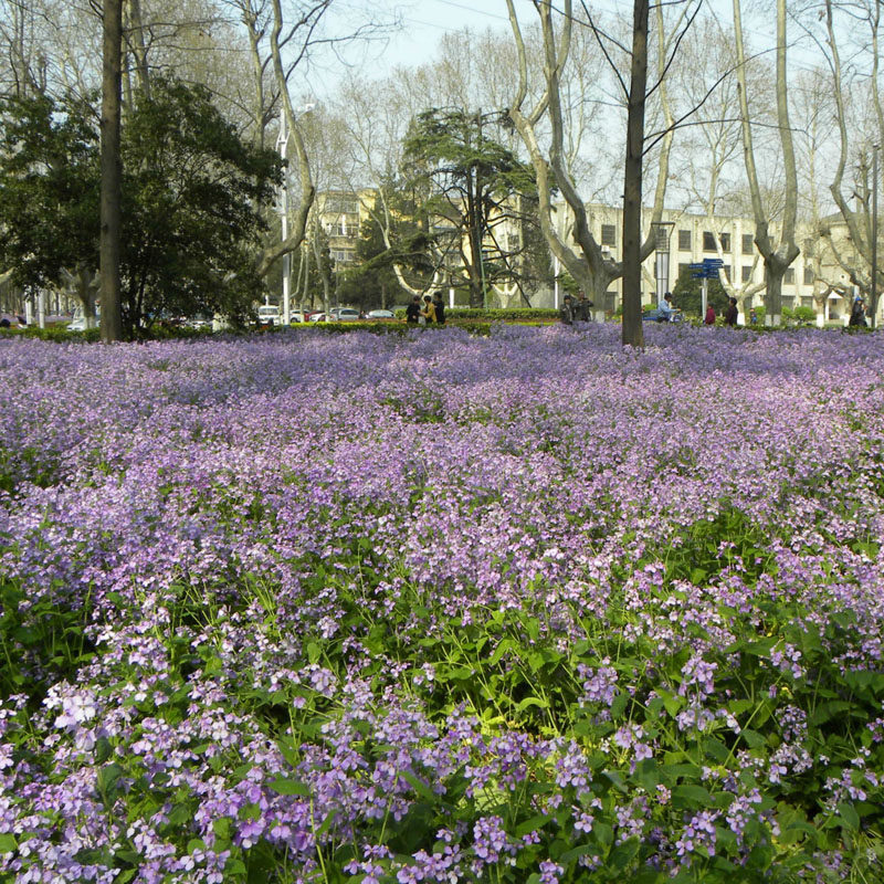 二月兰诸葛菜花种子耐寒耐荫秋季播种花卉园艺绿化林下绿化包邮在类目 鲜花速递/花卉仿真/绿植园艺, 花卉/绿植盆栽（新）, 绿植中 - 来自Buy2taobao.com提供专业的淘宝代购服务