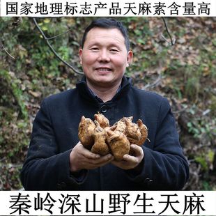 包邮 野生天麻秦岭中药材陕西高山冬天麻非云南小草坝天麻特级500g