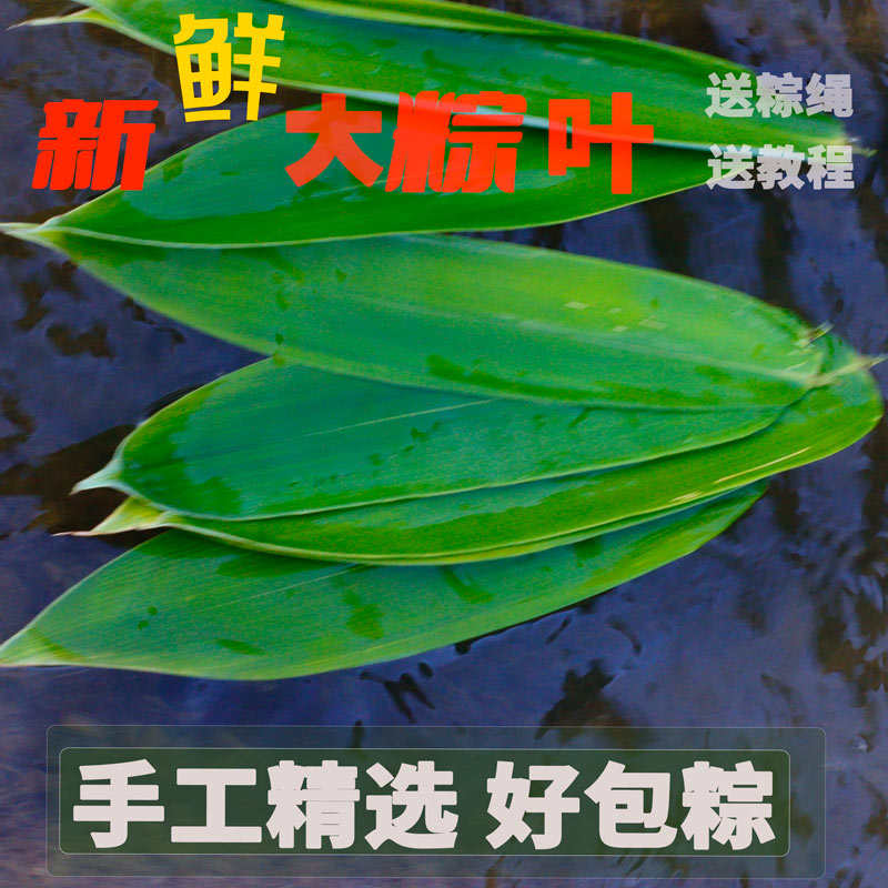 新鲜芦苇叶野生包粽子