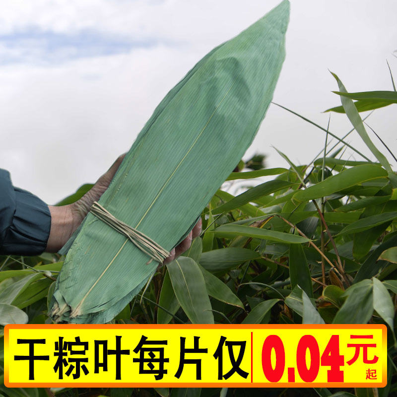 新鲜大号野生商用摆盘粽子叶