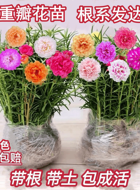 重瓣太阳花苗宿根多年生枝条混色带根植物盆栽绿植花卉易开花耐晒